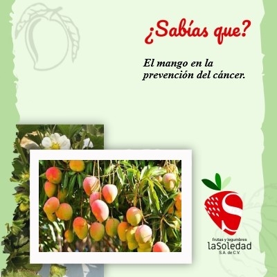 ¿Sabías que? El mango ayuda en la prevención de Cáncer.
